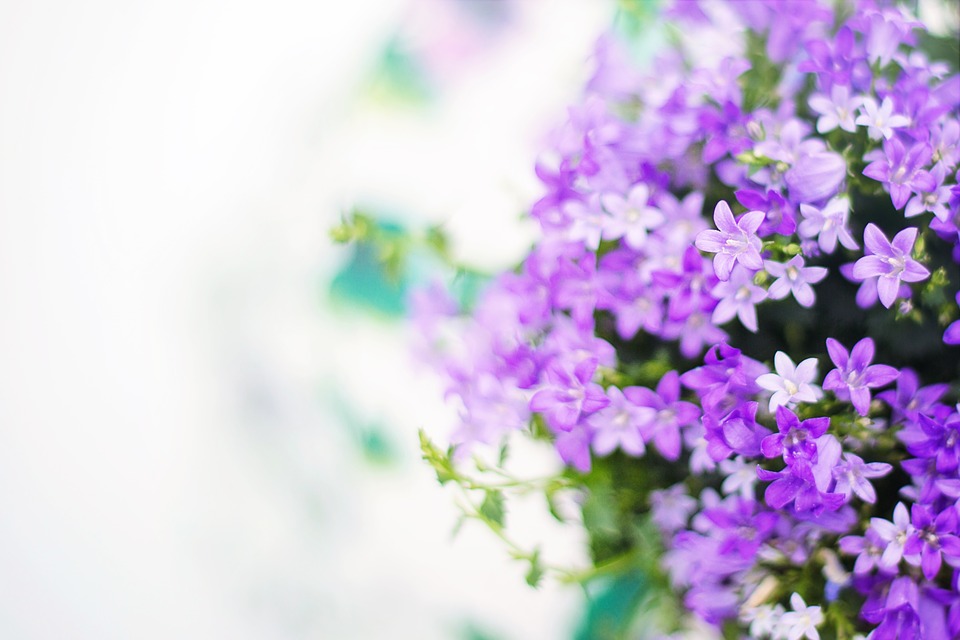 purple-flowers-2191635_960_720.jpg