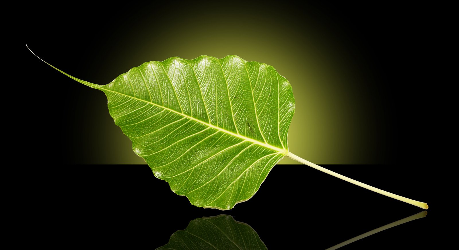 bodhi-leaf-1392651.jpg