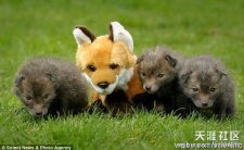 三只瑟瑟发抖的小狐狸