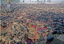 尼泊爾全球最大的殺生祭