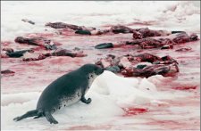 無法忘記的哭泣的海豹——讓我們共同拒絕皮草
