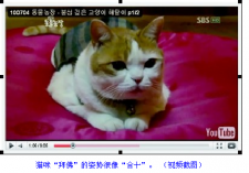韓國寺院內有個吃齋拜佛的虔誠貓咪